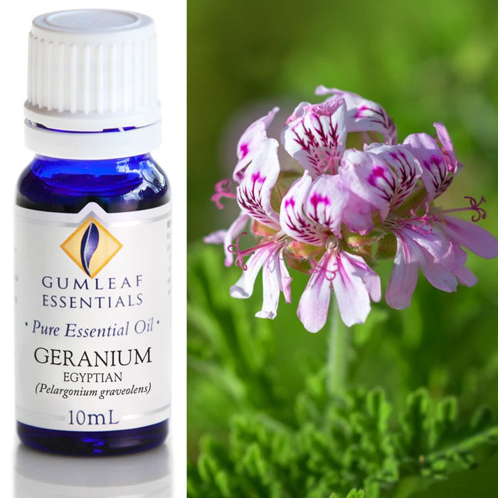 Geranium Egyptian Essential Oil Buckley & Phillips Essential Oils