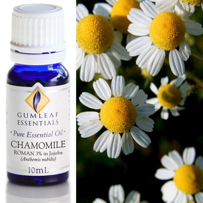 CHAMOMILE ROMAN 3% IN JOJOBA ESSENTIAL OIL Buckley & Phillips Essential Oils