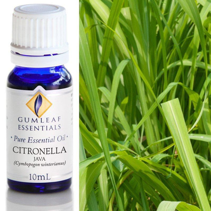 CITRONELLA JAVA ESSENTIAL OIL Buckley & Phillips Essential Oils