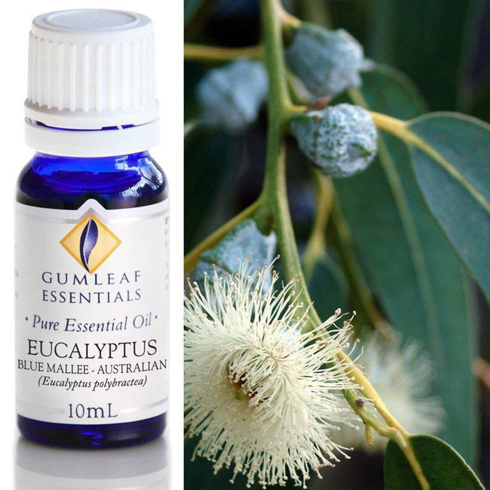 EUCALYPTUS BLUE MALLEE ESSENTIAL OIL Buckley & Phillips Essential Oils