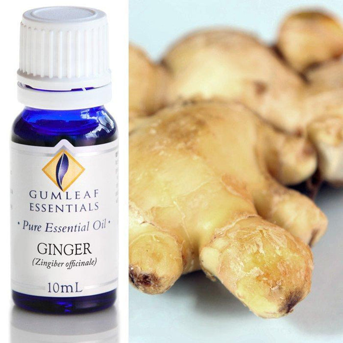 GINGER ESSENTIAL OIL Buckley & Phillips Essential Oils