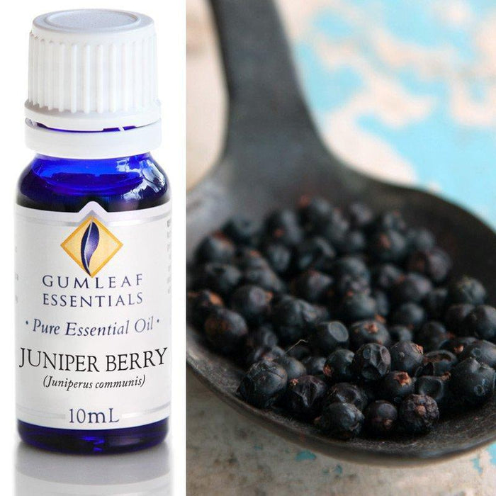 JUNIPER BERRY ESSENTIAL OIL Buckley & Phillips Essential Oils