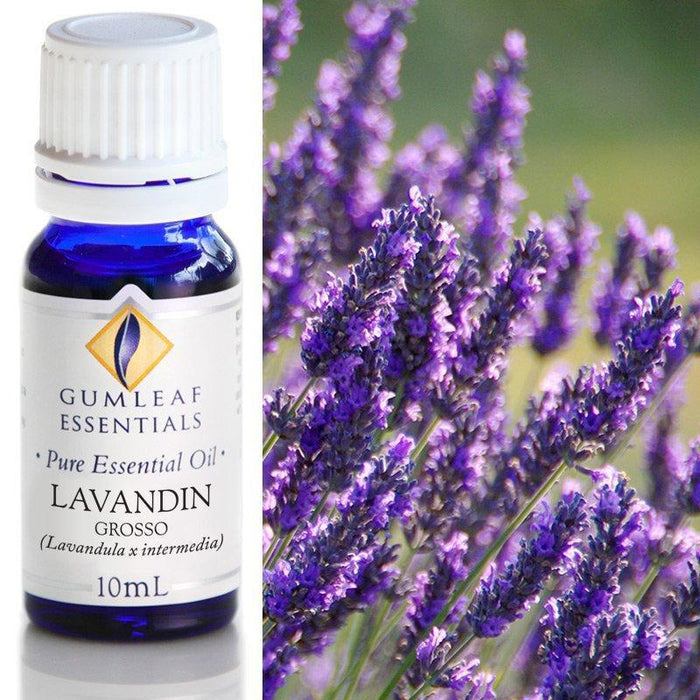 LAVANDIN GROSSO ESSENTIAL OIL Buckley & Phillips Essential Oils