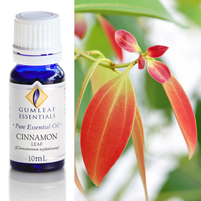 Cinnamon Leaf Essential Oil