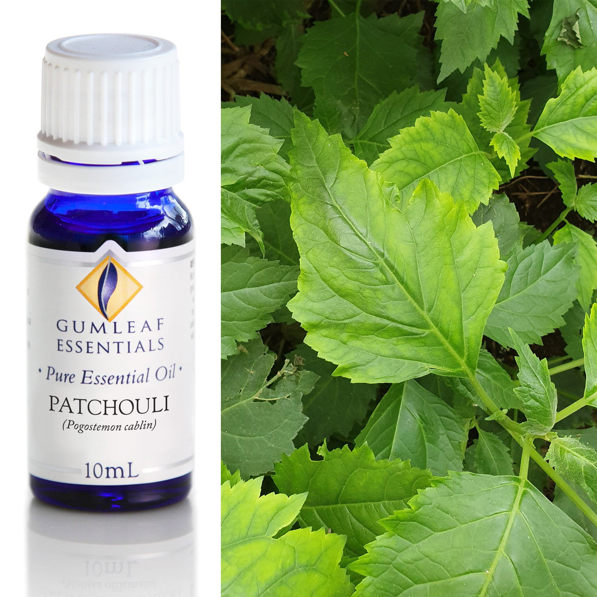 Patchouli Essential Oil