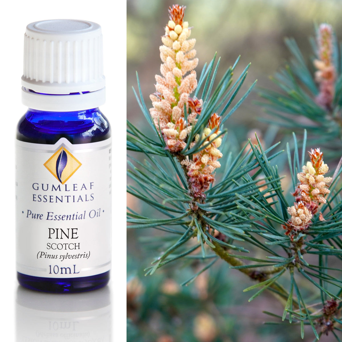 Pine Scotch Essential Oil