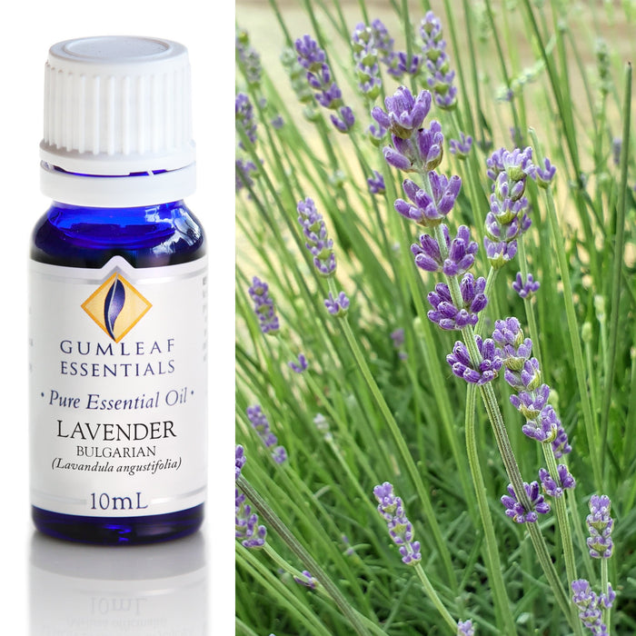 Lavender Bulgarian Essential Oil