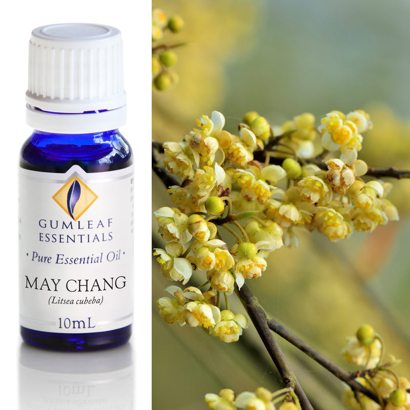 May Chang Essential Oil