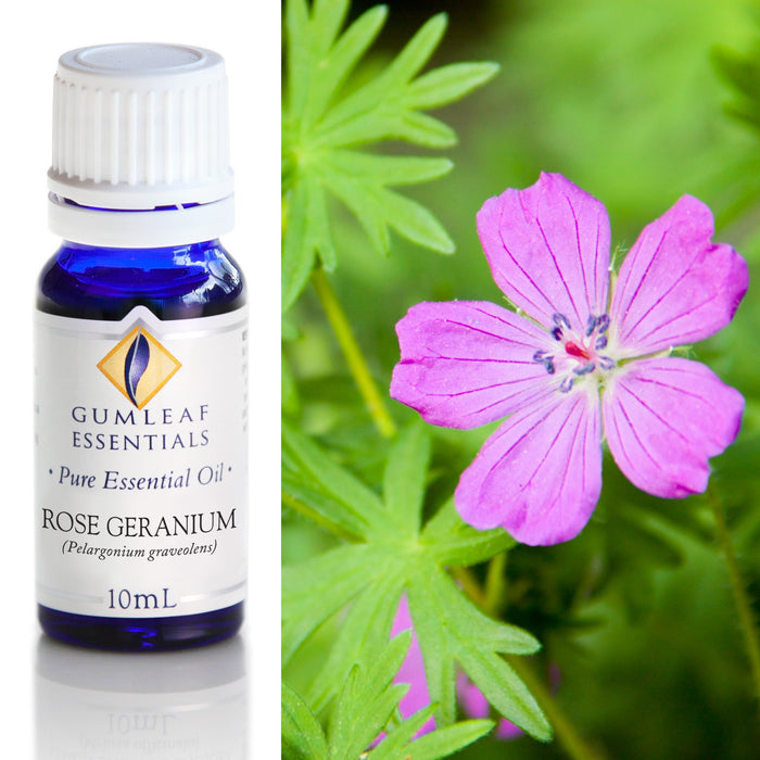 Rose Geranium Essential Oil