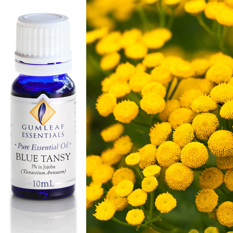 Blue Tansy (3% In Jojoba) Essential Oil