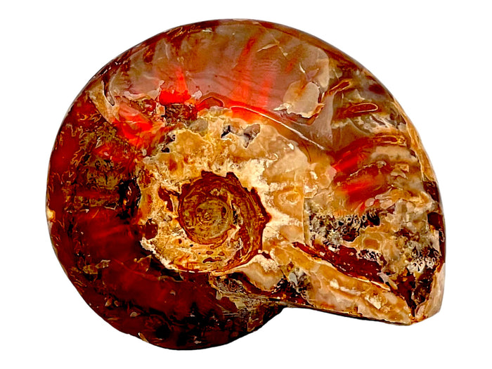Opalized Ammonite Fossil NaturesEmporium Ammonite, Crystals, Polished Crystal