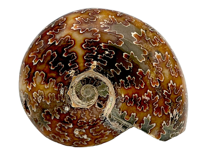 Polished Ammonite Fossil NaturesEmporium Ammonite, Crystals, Polished Crystal